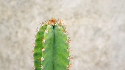 Close up of cactus on a cement wall texture.