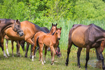 Obraz na płótnie Canvas Cute horses on summer meadow