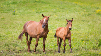 Cute horses on summer meadow
