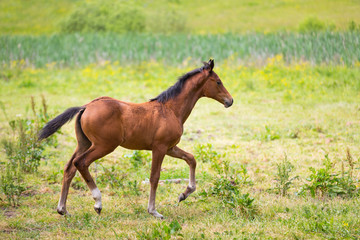 Cute foal on a meadow