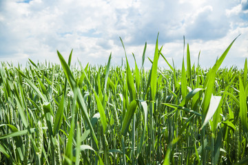 Obraz premium Green wheat field on sunny summer day