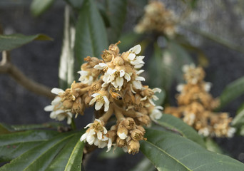 琵琶の花と蜜蜂