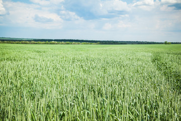 Green wheat field on sunny summer day