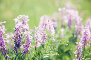 Beautiful lilac wildflowers on sunny summer day