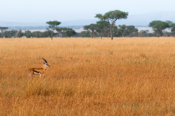 Obraz na płótnie Canvas Beauty of Gazelle