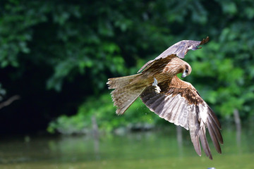 black kite