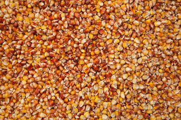 Grains of corn