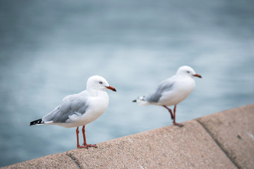 Seagull at Sydney Opera House