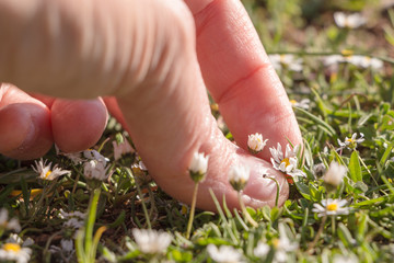 Hand picking tiny white yellow daisies on green field.