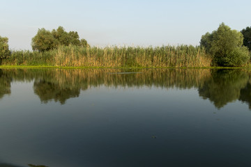 Fototapeta na wymiar Landscape with waterline, birds, reeds and vegetation, water reflexions, in Danube Delta, Romania