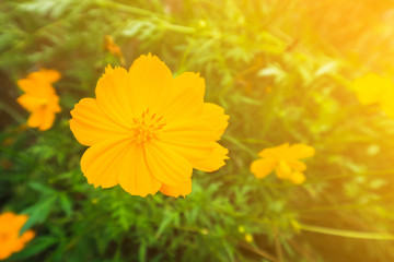 Close up Yellow Flower on green grass background