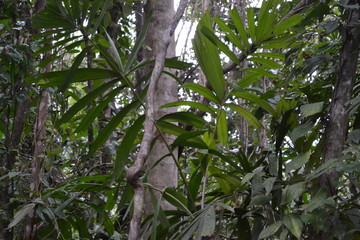 Daintree Rainforest landscape view and plants