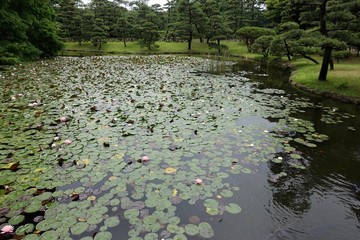 ６月の植物公園