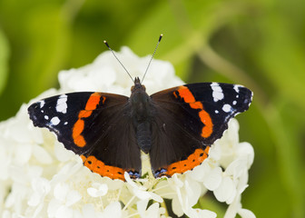 Admiral butterfly