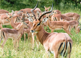 Impala male with breeding herd