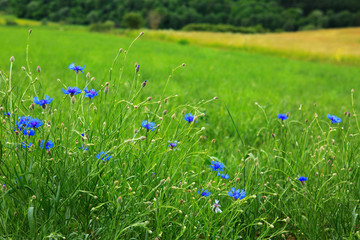 Summer field with cornflowers at sunny day.