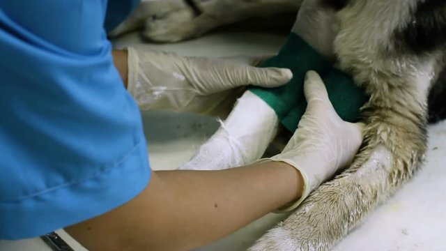 Female veterinarian putting a bandage on injured paw of a german shepherd puppy. HD