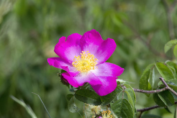 Rosa Canina 