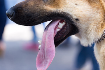 The mouth of a dog with teeth and tongue