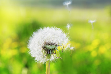 white Dandelion in the meadow