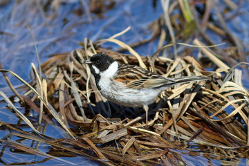 Emberiza schoeniclus. Male reed Buntings in spring in the North of Siberia