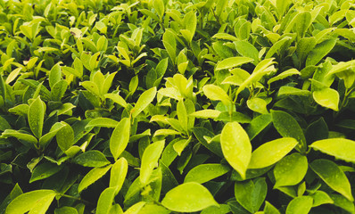 Close up Green Leaf Background