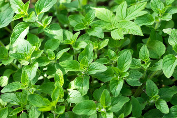 Herb oregano