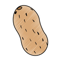 Potato healthy food icon vector illustration graphic design