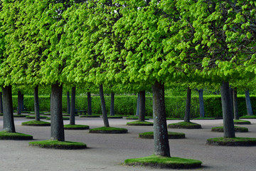 Fototapeta na wymiar Beautiful trees in the park