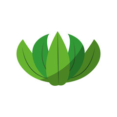 Fruit leaves isolated icon vector illustration graphic design