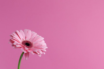 Różowa gerbera © Wiktoria