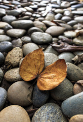 closeup dry leaves on stone floor with soft-focus in the background and over light