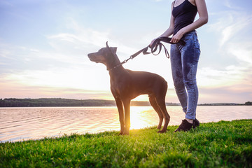 girl or woman is walk and play with Doberman Pinscher dog in the park near the lake on the background of sunset