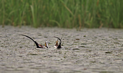 Pheasant tailed Jacana