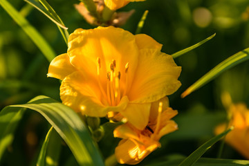 close up shot of yellow lily at dawn