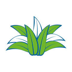 Fruit leaves isolated icon vector illustration graphic design