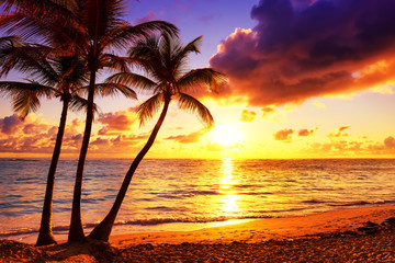 Kokospalmen vor buntem Sonnenuntergang