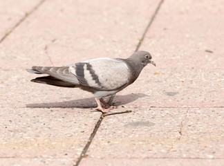 Dove on the sidewalk in the city
