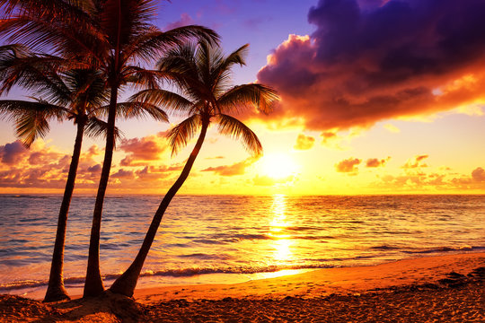 Fototapeta Coconut palm trees against colorful sunset