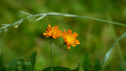 Orange Wildblume mit Grashalm
