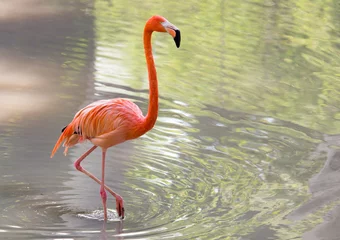Poster Rosa Flamingo auf einem Teich in der Natur © schankz