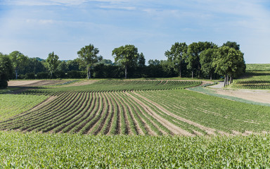 paysage agricole plants de jeune Maïs