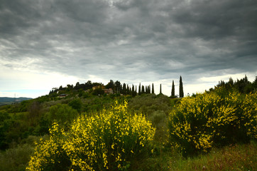 Broom flower in spring season. Tuscany landscape in Italy.