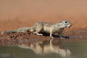 Mexican Ground Squirrel