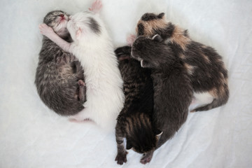 Happy sleeping of small striped kittens Group with one black tiny