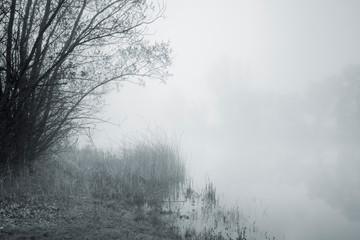Shore of Lake in Dense Fog, Black and White