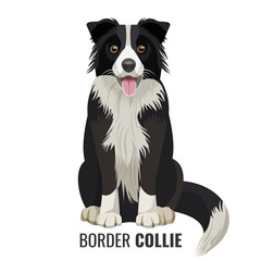 Border Collie pet isolated on white vector illustration - obrazy, fototapety, plakaty