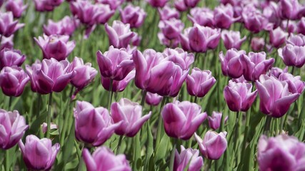 Tulips