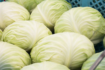 Fototapeta na wymiar Harvest cabbage