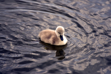 Baby Swan